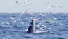 罕见画面！摄影师拍到布氏鲸90度垂直捕食
