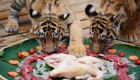 云南昆明：动物享用春节大餐