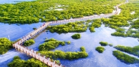 广西红树林面积保有量居全国第二