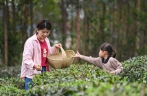 广西兴业：雨水节气 采制春茶