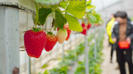 山东枣庄：大棚草莓种植助力农民增收