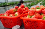 山东枣庄：大棚草莓种植助力农民增收