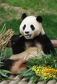 大熊猫“福宝”在韩国最后一次公开亮相
