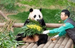 大熊猫“福宝”在韩国最后一次公开亮相