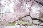 纽约民众中央公园赏樱