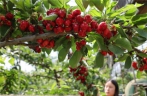 河北晋州：樱桃成熟采摘忙