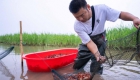 湖南南县：小龙虾带动大产业