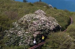 峨眉山山顶杜鹃花绽放