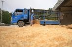 山东6000余万亩小麦陆续进入收获期