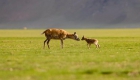 神奇动物在西藏丨藏羚羊产仔季大幕开启