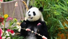 青海西宁：大熊猫的高原夏日生活