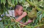 海南三亚：发展国产榴莲产业 助推乡村振兴