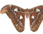 Massive moth found in Guangxi